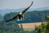 Fototapeta Dziecięca - sea eagle flying in the sky