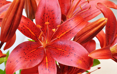 Wall Mural - lilies