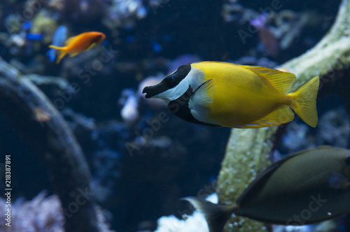 Zdjęcie XXL ryby w akwarium