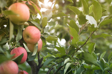 Apple fruit tree in orchard. 