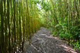 Fototapeta Sypialnia - Hiking trail through a tropical bamboo forest on the island of Maui, Hawaii.