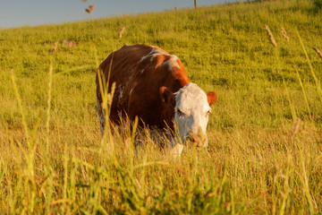 White and brown Cow on a grass meadow in moody and warm sunset light with blue sky