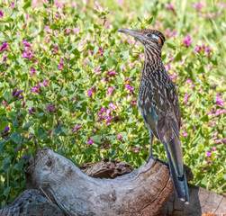 Wall Mural - Roadrunner on tree stump in front of  purple flowers at Rio Grande Nature Center State Park in Albuquerque, New Mexico