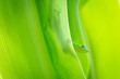 Gecko auf grünem Blatt mit Schatten