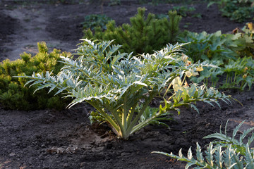 Green artichoke plant growing in the garden