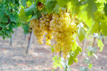 White Grape In A Wineyeard