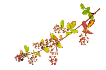blackberry branch with immature berries