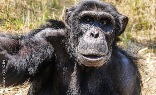 Plakat Dziki szympans w Zambii