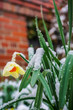 Sad flower in snow during early spring with winter weather.