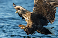 White-tailed Sea Eagle In Flight With The Powerful Claws Catching A Fish