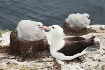 Wall Mural - black-browed albatross with a chick in its mud cup nest