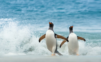 Wall Mural - two gentoo penguins coming ashore from atlantic ocean