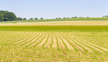 Wall Mural - agricultural scenery at spring time