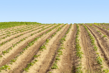 Wall Mural - rowed field detail