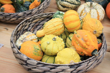 Pumpkins, turban squash at harvest festival in autumn, white, striped, yellow, colourful in a straw bowl