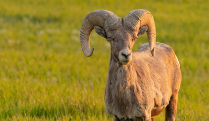 Wall Mural - Bighorn Sheep Closes Eyes and Appears to Grin