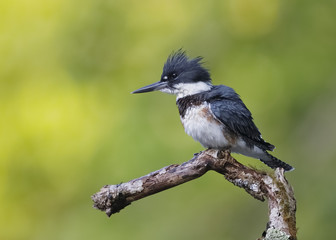 Wall Mural - Juvenile Belted Kingfisher perched on a dead branch