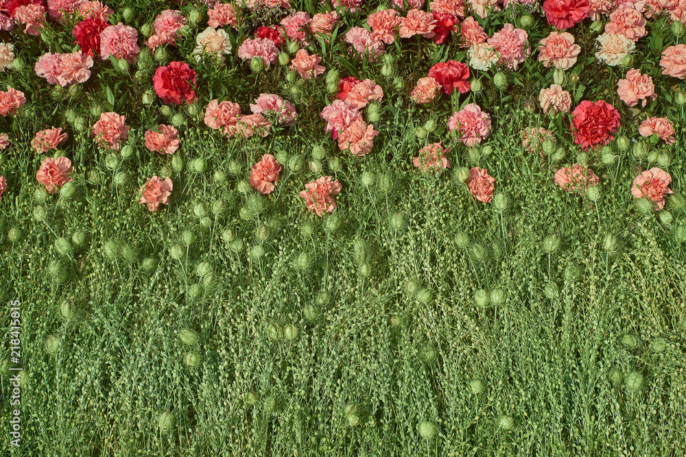 Colorful carnation flowers background. Top view - obrazy, fototapety, plakaty 