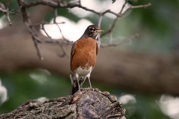 Wall Mural - American Robin