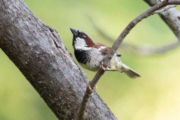 Wall Mural - Male House Sparrow