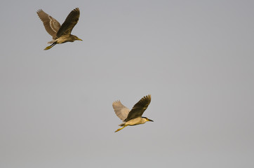 Canvas Print - Adult Black-Crowned Night-Heron Flying with its Young in a Blue Sky