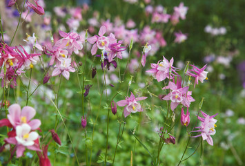 pink aquilegia in the garden