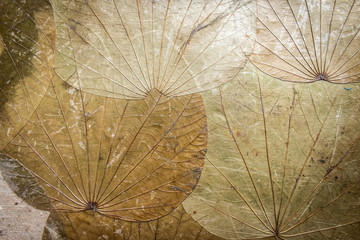 Dried leaf texture for paper or background.