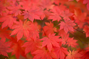 Wall Mural - Red maple leaves border at autumn forest, blurred background. Season changing. A tree branch of maple, fall.