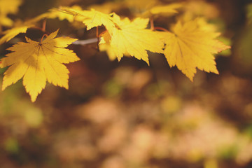 Wall Mural - Yellow maple leaves border at autumn forest, blurred background. Season changing. A tree branch of maple, fall.