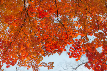 Wall Mural - Red maple leaves at autumn forest, blurred background. Season changing. A tree branch of maple, fall.