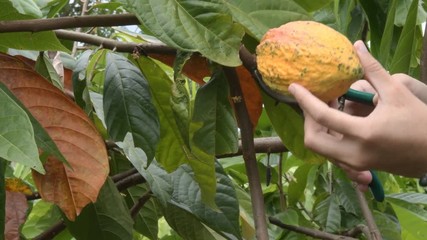 Wall Mural - he cocoa tree with fruits. Yellow and green Cocoa pods grow on the tree, cacao plantation in Thailand, Cocoa fruit hanging on the tree in the rainy season, Cacao Tree. Organic fruit pods in nature.