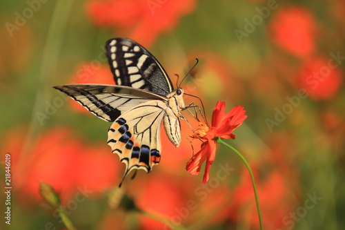 モスモスの甘い蜜を吸っているアゲハチョウ Buy This Stock Photo And Explore Similar Images At Adobe Stock Adobe Stock モスモスの甘い蜜を吸っているアゲハチョウ Buy This Stock Photo And Explore Similar Images At Adobe Stock Adobe Stock