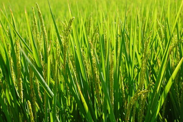 Fresh rice field in summer in a country in Taiwan