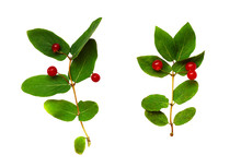 Set Of Lonicera Tatarica Twigs With Green Leaves And Red Berries