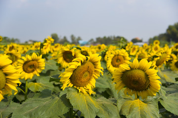 Sunflower natural background, Sunflower blooming.