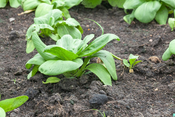 row of lettuce salad in the vegetable garden