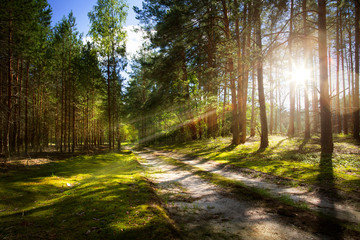 Wall Mural - forest road on old pine forest with rays of the rising sun