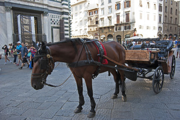 Wall Mural - Horse coach in piazza San Giovanni in Florence, Italy