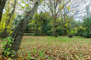 Wall Mural - The Autumn Forest