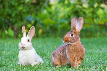 Calm and sweet little brown and white rabbits sitting on green grass