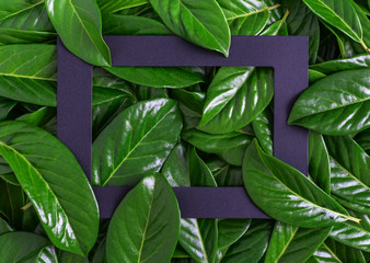 Dark, cardboard rectangular frame among green leaves.Close-up.