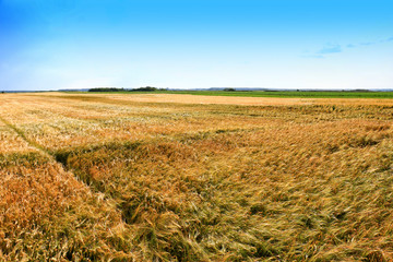 Wall Mural - Wheat field. Ears of golden wheat