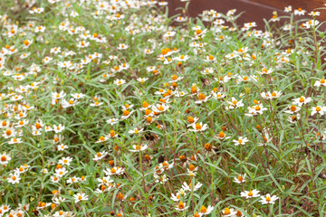 close up of sulfur cosmos flower in the garden