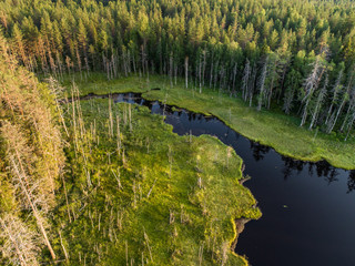 Wall Mural - Aerial view of forest and little lake or pond in boreal aka taiga forest in Finland