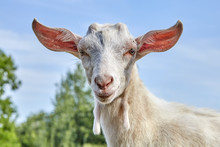 White Goat With Large Protruding Ears.