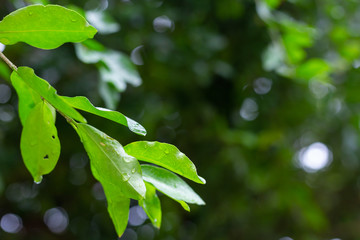 Close up view of green leaf in garden.