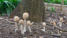 Chlorophyllum Molybdites White Poisonous Mushrooms  Grow On The Ground