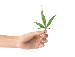 Woman holding fresh hemp leaf on white background, closeup