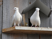 Two Pigeons On The Dovecote