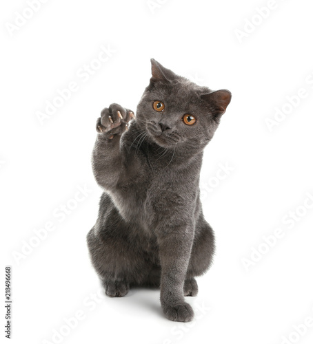 Adorable Grey British Shorthair Cat On White Background Buy This